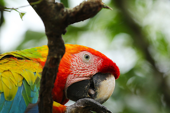 Scarlet macaw