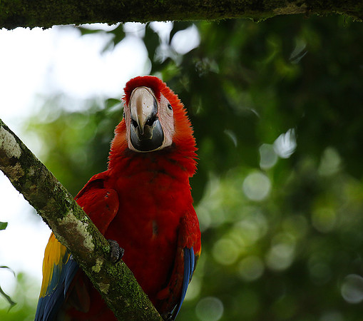Macaw - ara