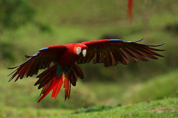 Scarlet macaw