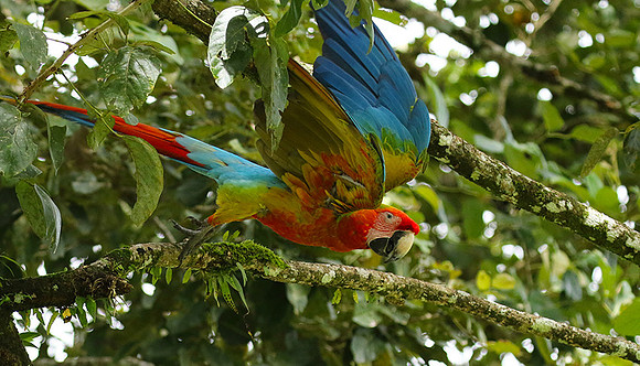 Macaw - ara