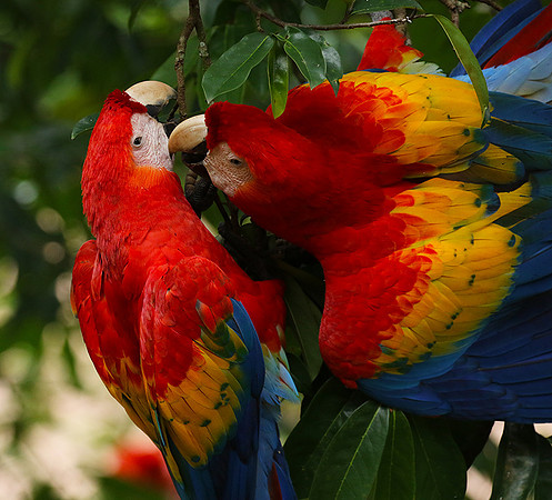 Scarlat macaw