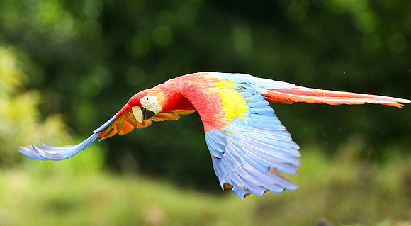 Macaw - ara