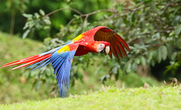 Macaw - ara