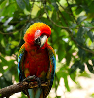 Macaw - ara