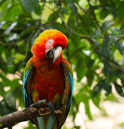 Macaw - ara
