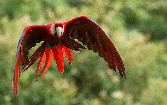Scarlet macaw