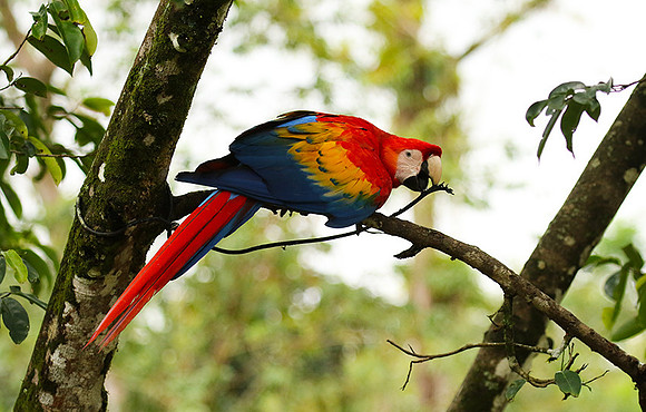 Macaw - ara