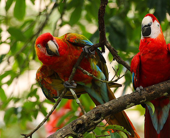 Macaw - ara