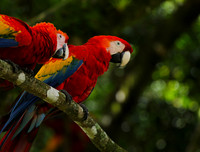Macaw - ara