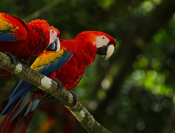 Macaw - ara