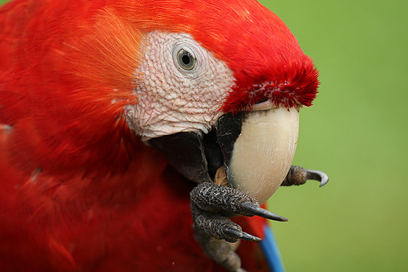 Scarlet macaw