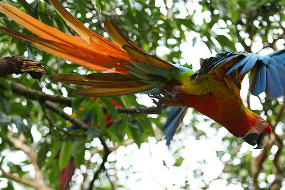 Macaw - ara