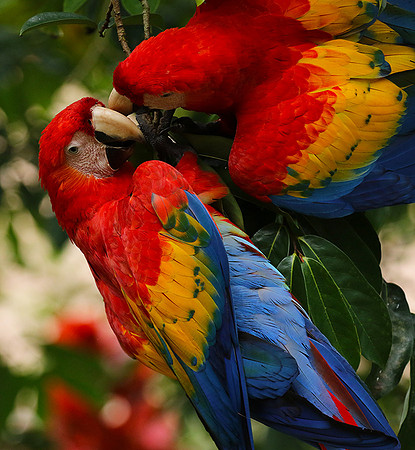 Scarlat macaw