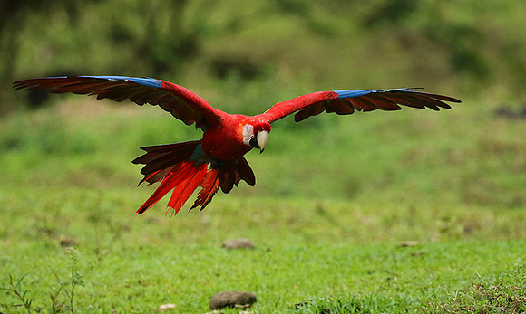 Scarlet macaw