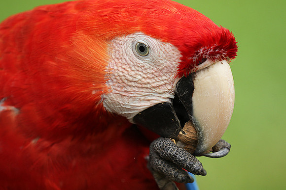 Scarlet macaw