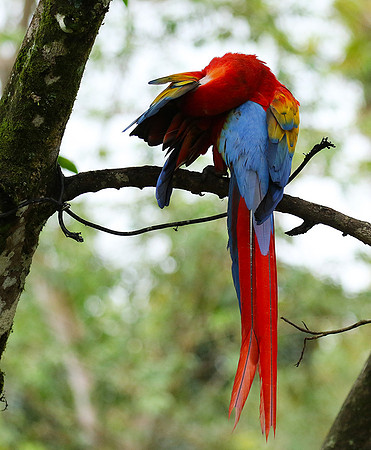 Macaw - ara