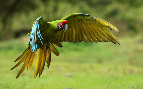 Great green macaw