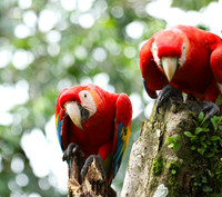 Macaw - ara