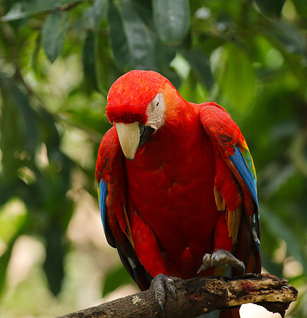 Macaw - ara