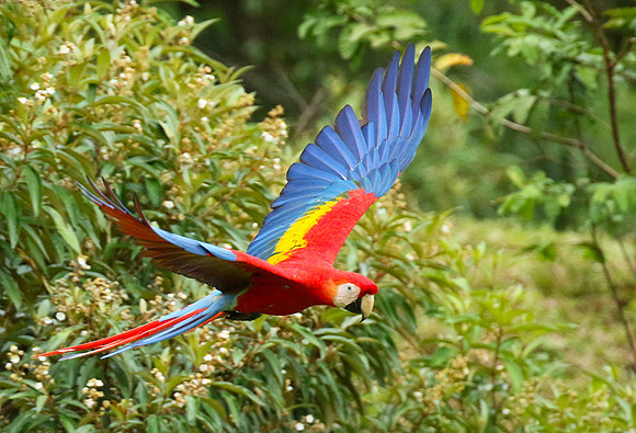 Macaw - ara