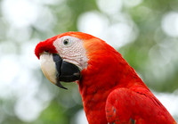 Macaw - ara