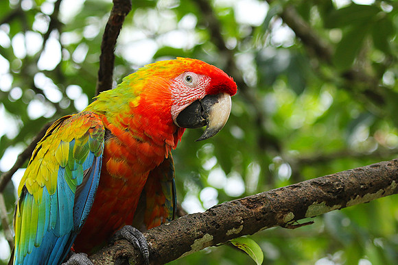 Macaw - ara