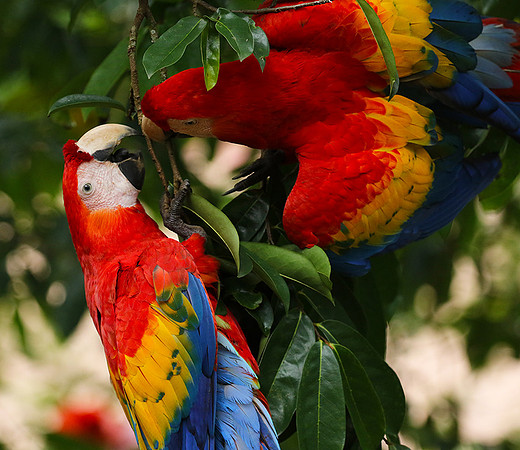 Scarlat macaw