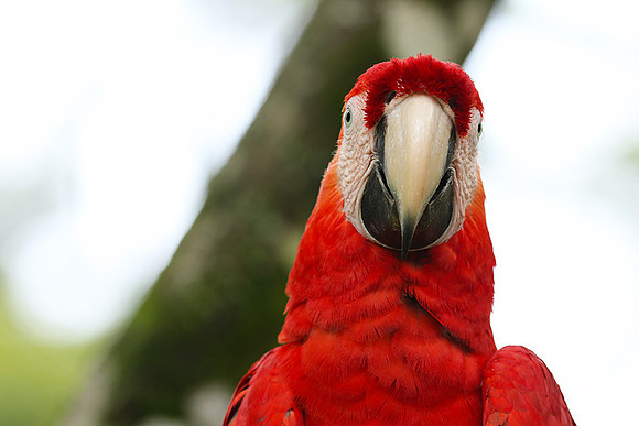 Macaw - ara