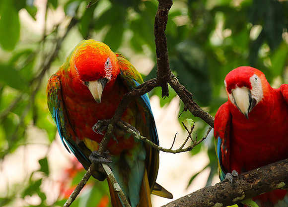 Macaw - ara