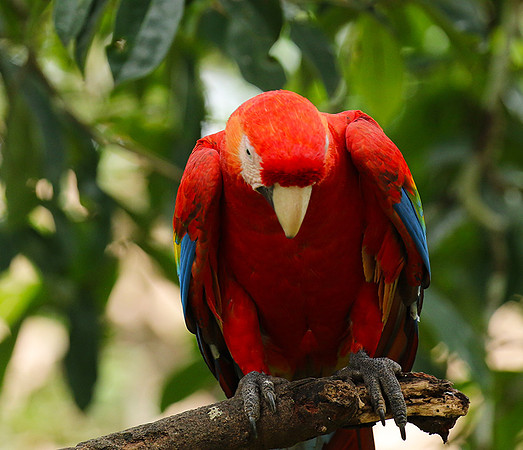 Macaw - ara