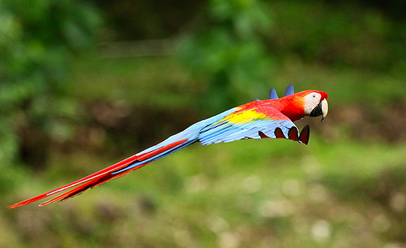 Scarlet macaw