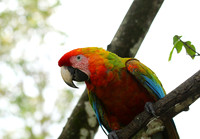 Macaw - ara