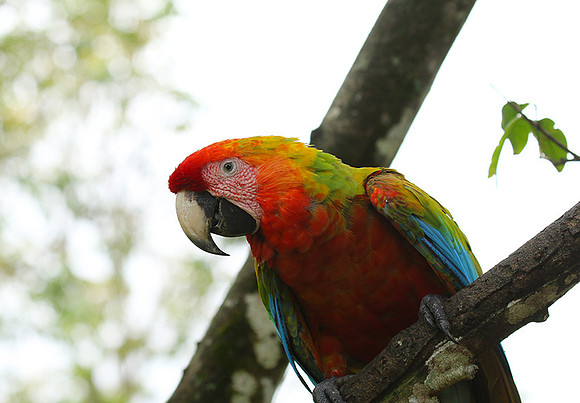 Macaw - ara
