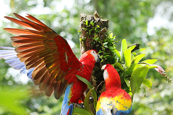 Scarlet macaw