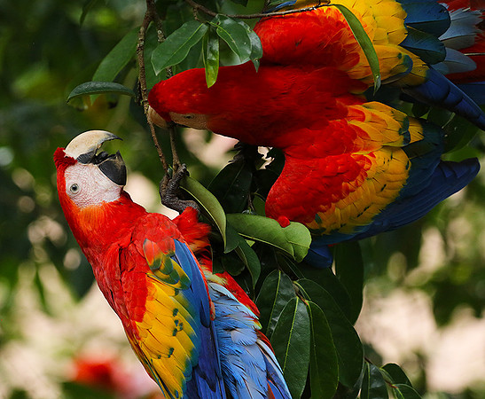 Scarlat macaw