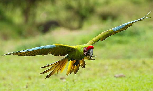 Macaw - ara