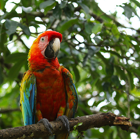 Macaw - ara