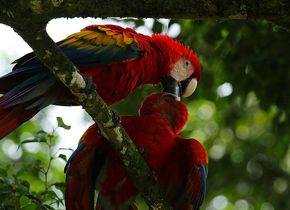 Macaw - ara