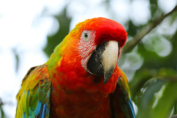 Macaw - ara