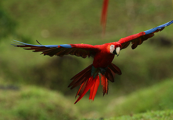 Scarlet macaw
