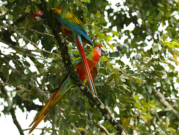 Macaw - ara