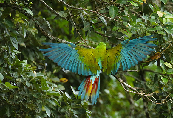 Green macaw