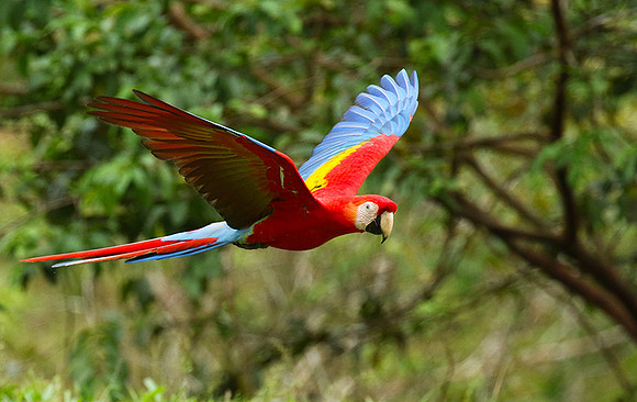 Scarlet macaw