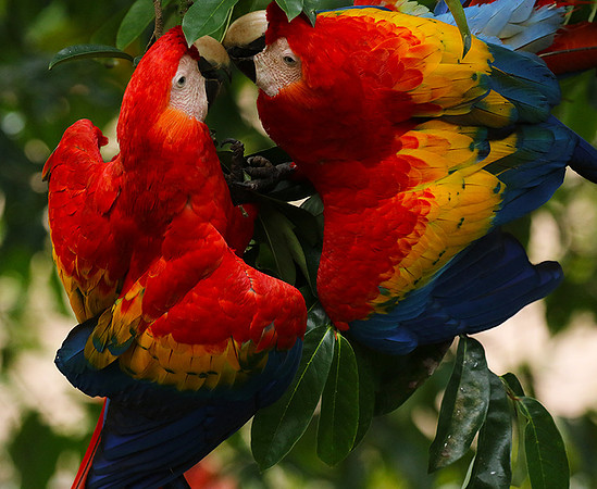 Scarlat macaw