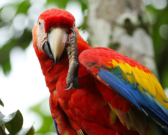 Macaw - ara