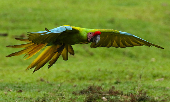 Macaw - ara