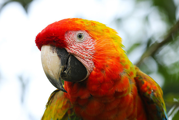 Macaw - ara