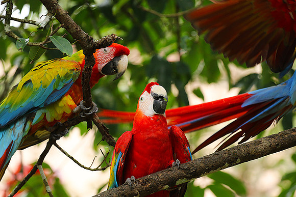 Macaw - ara