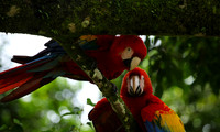 Macaw - ara