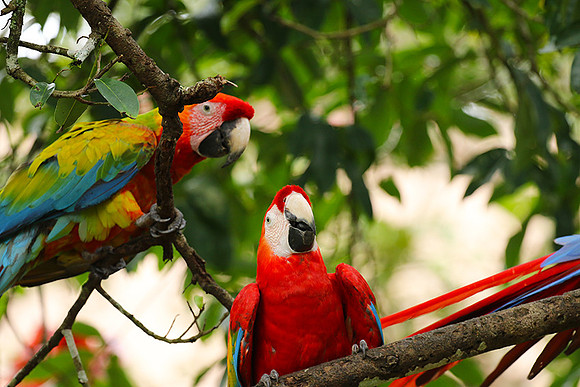 Macaw - ara